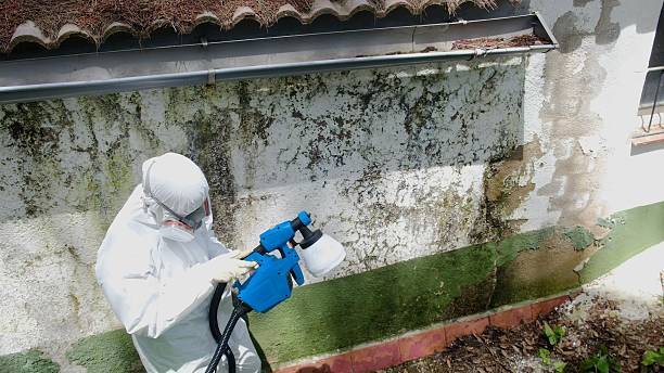Trusted Black Mold Removal service in Grand Ledge, MI - Cheap Mold Removal